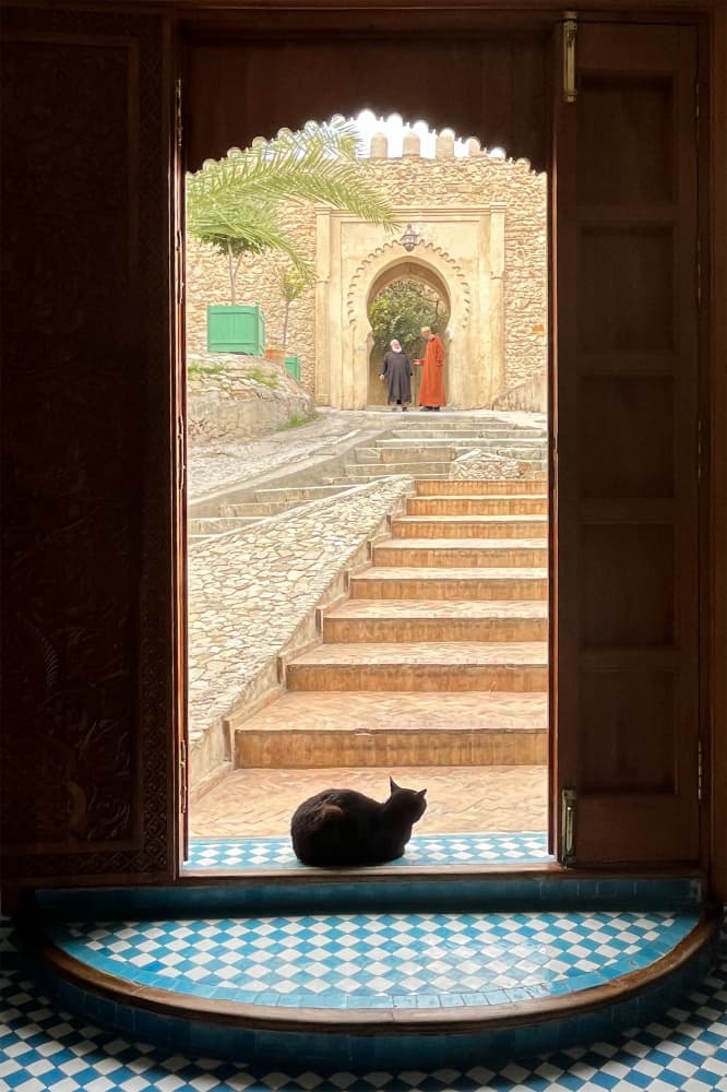 Cat in Moroccan Courtyard by Dianne Mao — canvas wall art