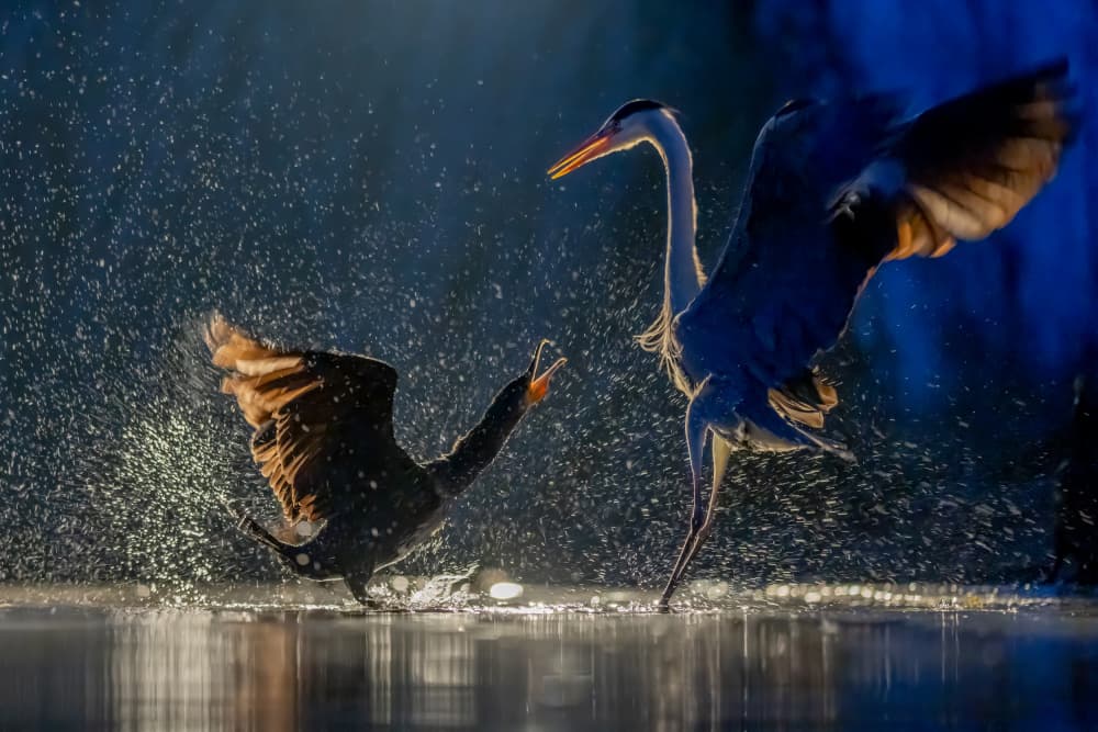 Birds in Dramatic Splash by Dirk Koster — canvas wall art