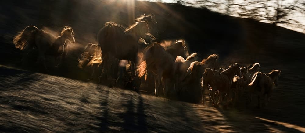 Sunlit Wild Horses by Milan Malovrh — canvas wall art