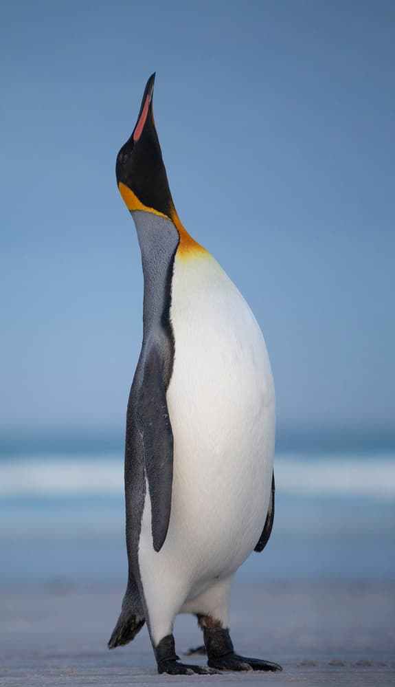 Majestic King Penguin by Cheng Chang — canvas wall art