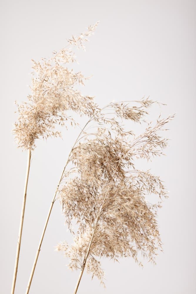 Feathery Pampas Grass by Pictufy Studio III — canvas wall art