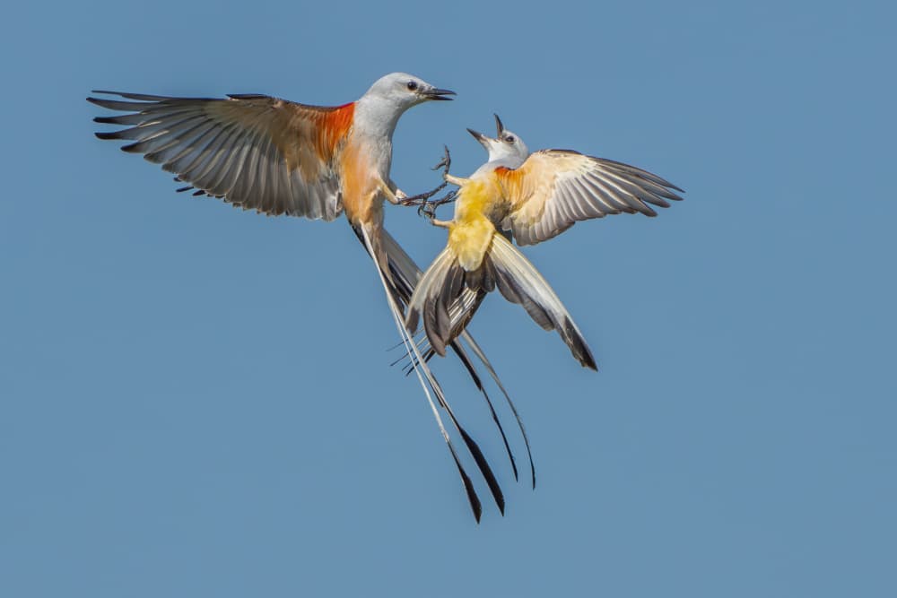 Mid-Air Bird Battle by Alex Li — canvas wall art