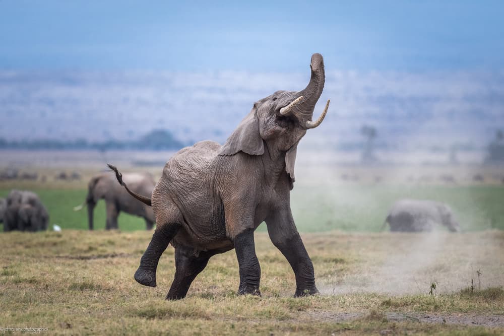 African Elephant Dust Play by Jeffrey C. Sink — canvas wall art