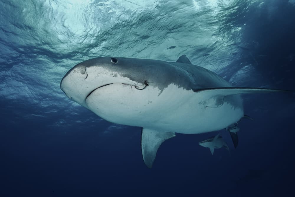 Deep Ocean Shark by Serge Melesan — canvas wall art