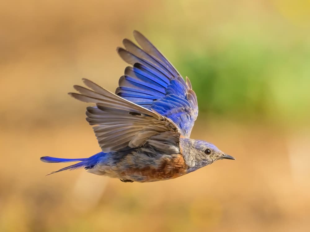 Bluebird in Flight by Moses Wang — canvas wall art