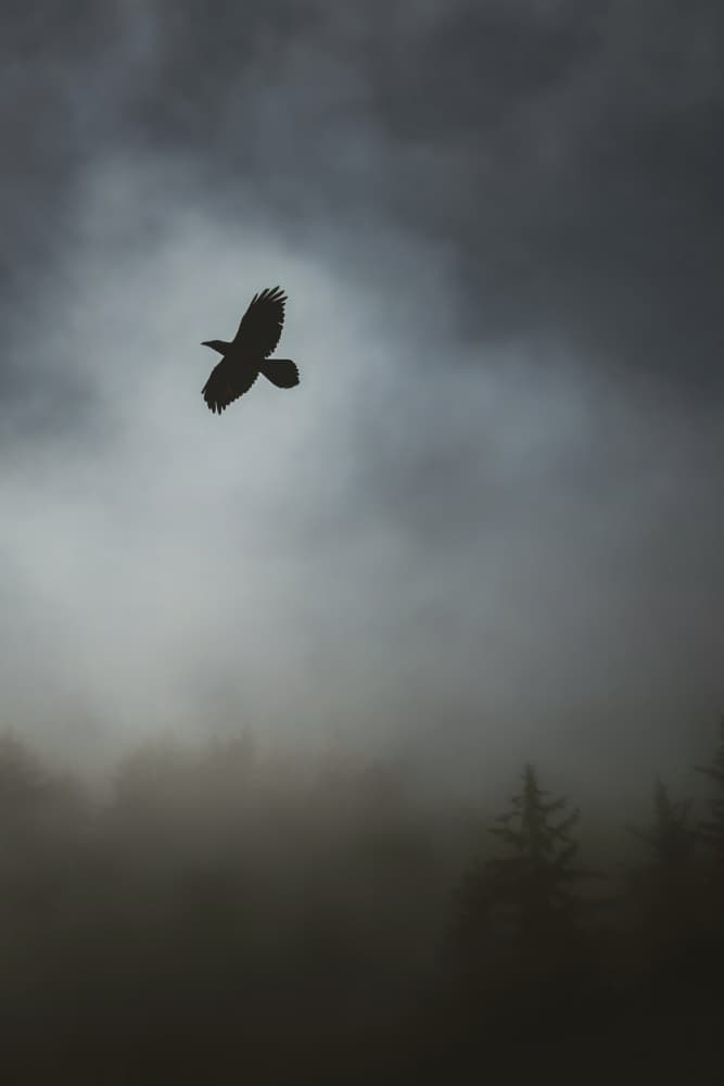 Crow In The Mist by Tim Mossholder — canvas wall art