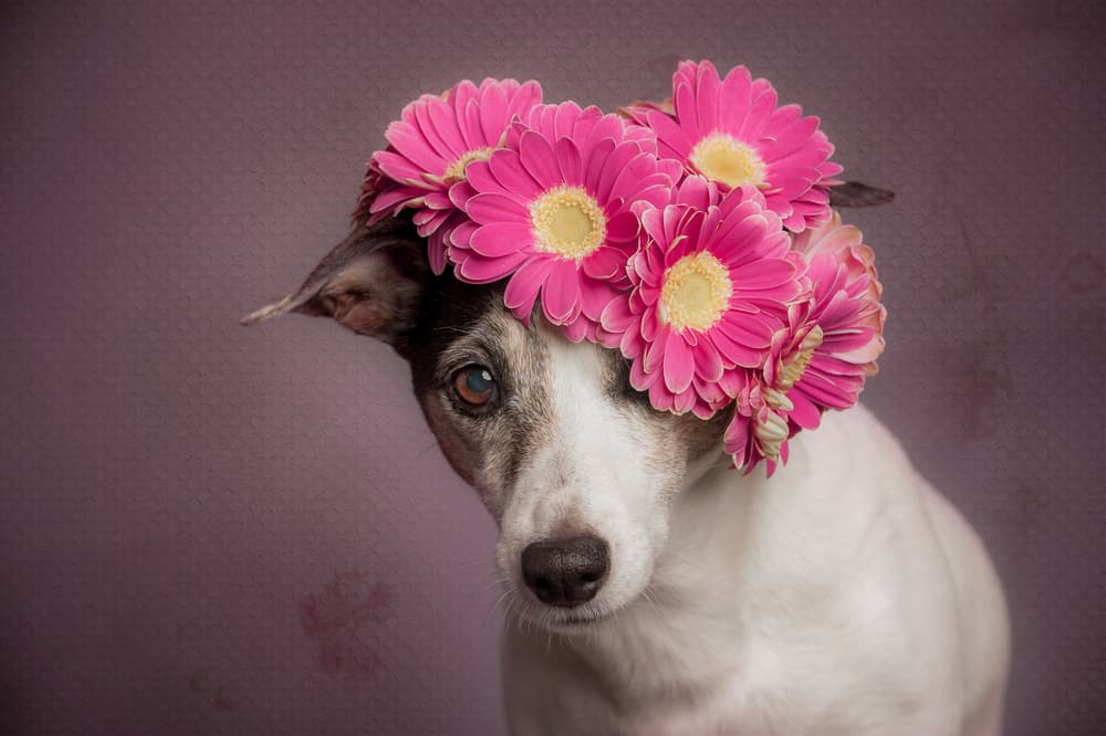 Sweet Dog Flower Crown by Heike Willers — canvas wall art