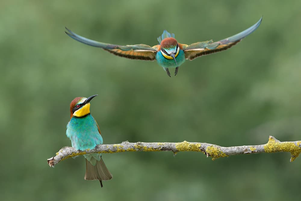 Colorful Bee-eaters by Marco Pozzi — canvas wall art