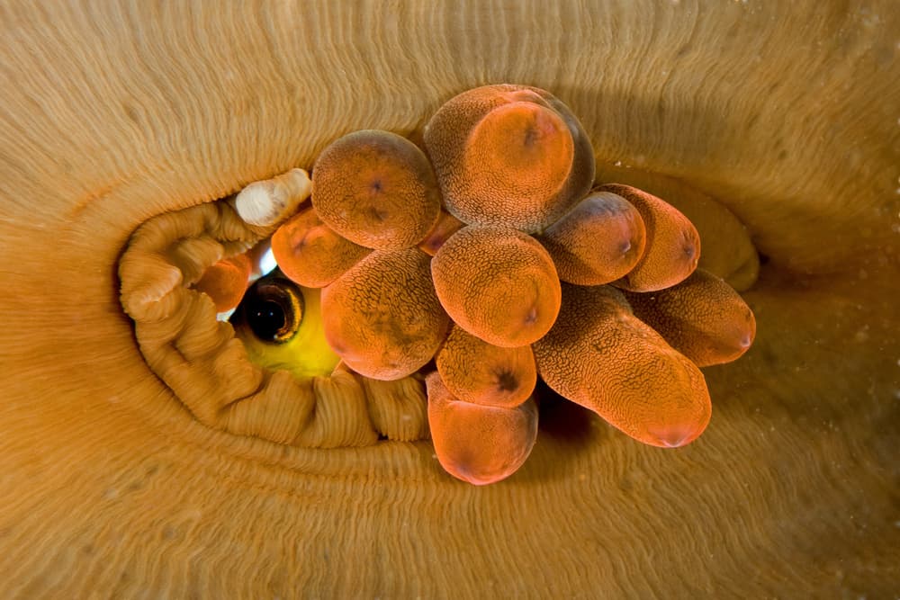 Clownfish Peeking Anemone by Ilan Ben Tov — canvas wall art