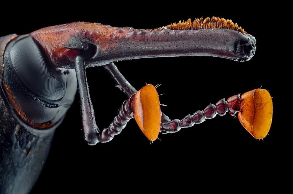 Curious Weevil Portrait by Edy Pamungkas — canvas wall art