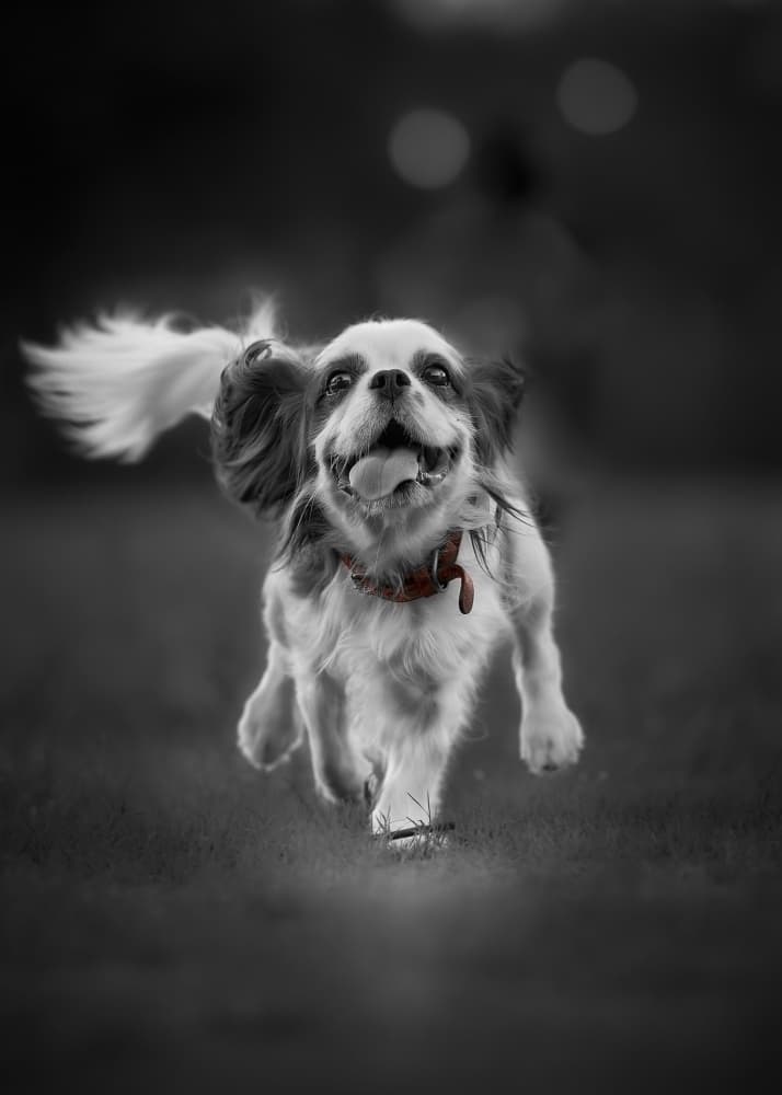 Joyful Cavalier Leap by Kaisyakuji Yushi — canvas wall art