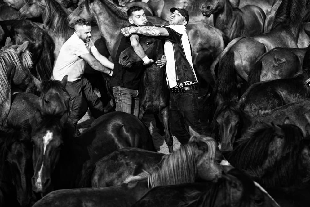 Men Taming Wild Horses by Carlos Costa — canvas wall art