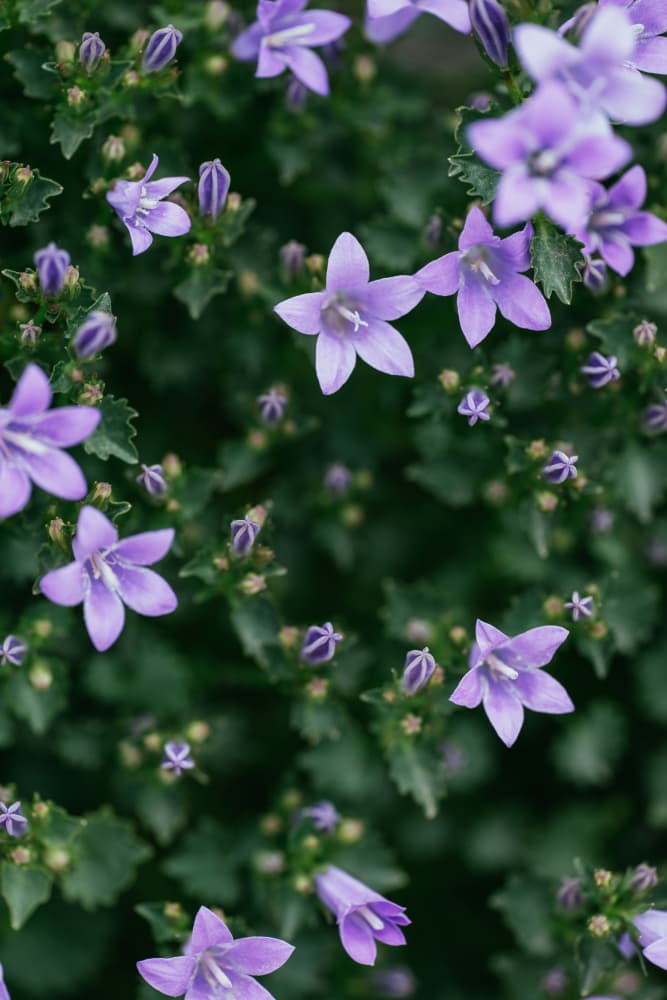 Purple Bellflower Garden by Javier Pardina — canvas wall art