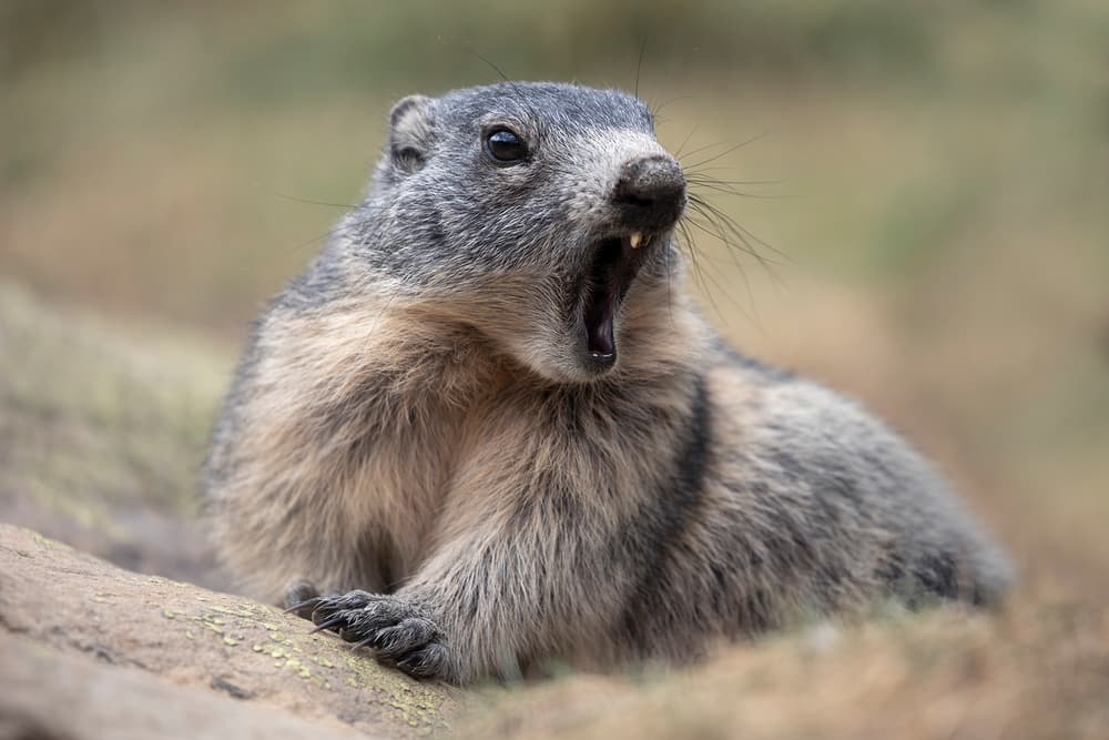 Wild Marmot Yawning by Paolo Bolla — canvas wall art