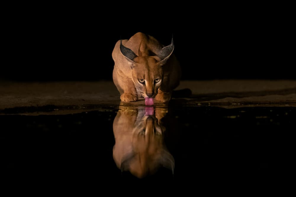 Nocturnal Caracal Reflection by Sheila Xu — canvas wall art