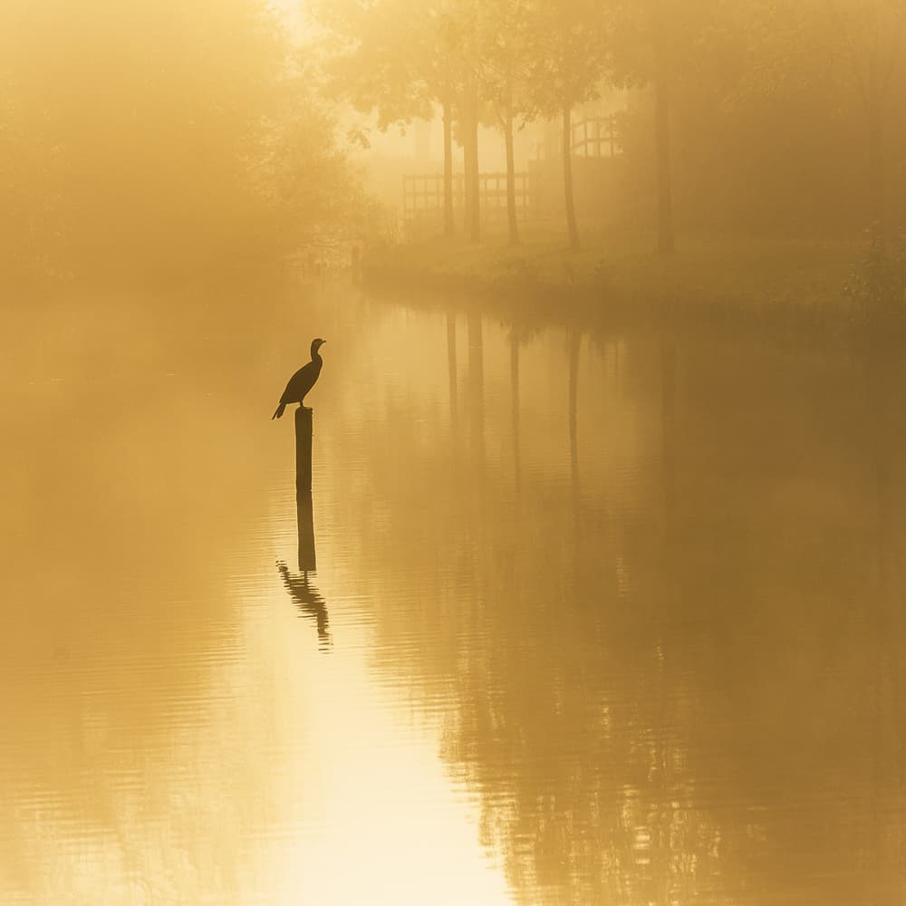 Misty Golden Cormorant by Piet Haaksma — canvas wall art