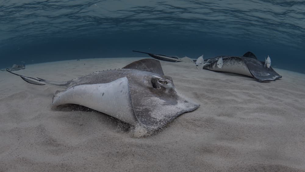 Stingrays Resting on Sand by Jennifer Lu — canvas wall art