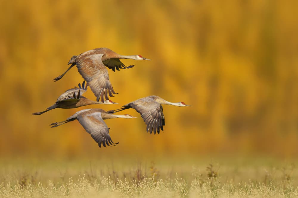 Sandhill Cranes Flight by Qing Zhao — canvas wall art