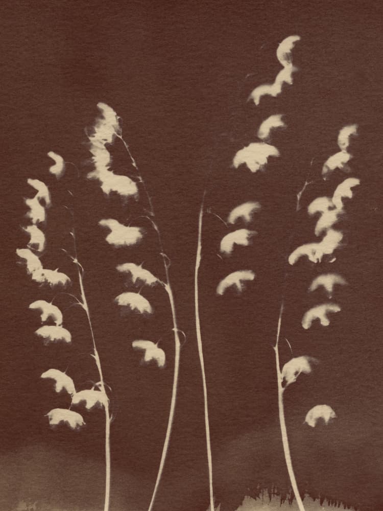 Delicate Sepia Grasses by Chickweeds Studio — canvas wall art