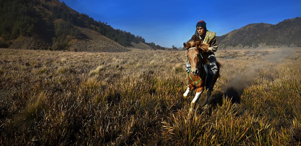 Horseman Through Wild Grass by Fahmi Bhs — canvas wall art