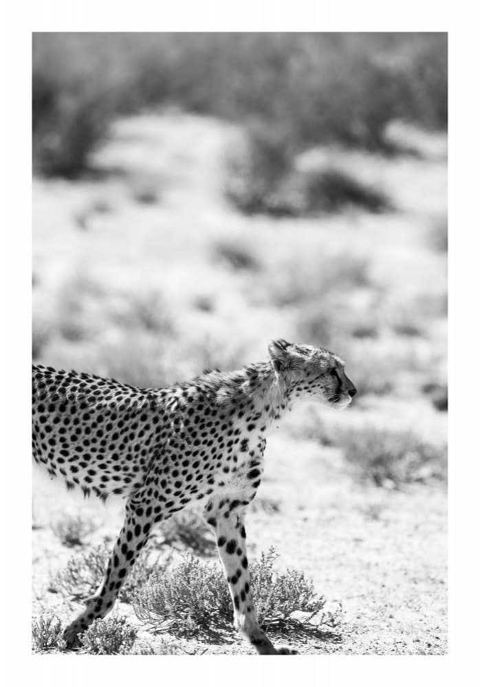 A Cheetah Walking by Shot by Clint — canvas wall art
