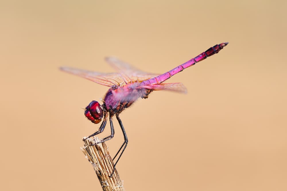 Vibrant Pink Dragonfly by Avital Hershkovitz — canvas wall art