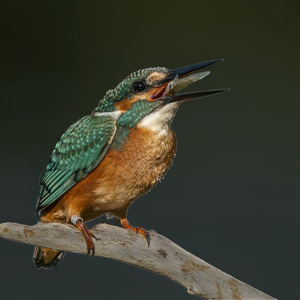 Kingfisher With Fish by Boris Lichtman — canvas wall art