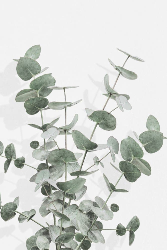 Soft Green Eucalyptus by Pictufy Studio III — canvas wall art