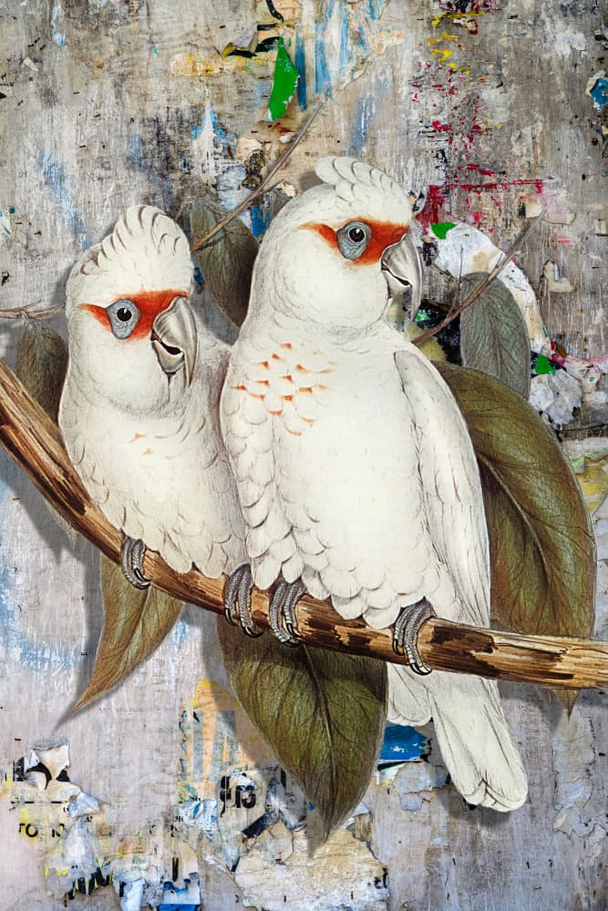 White Cockatoos Street Art by Marja van den Hurk — canvas wall art