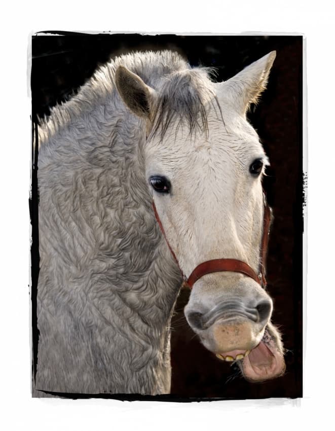 Silly White Horse by Milan Malovrh — canvas wall art