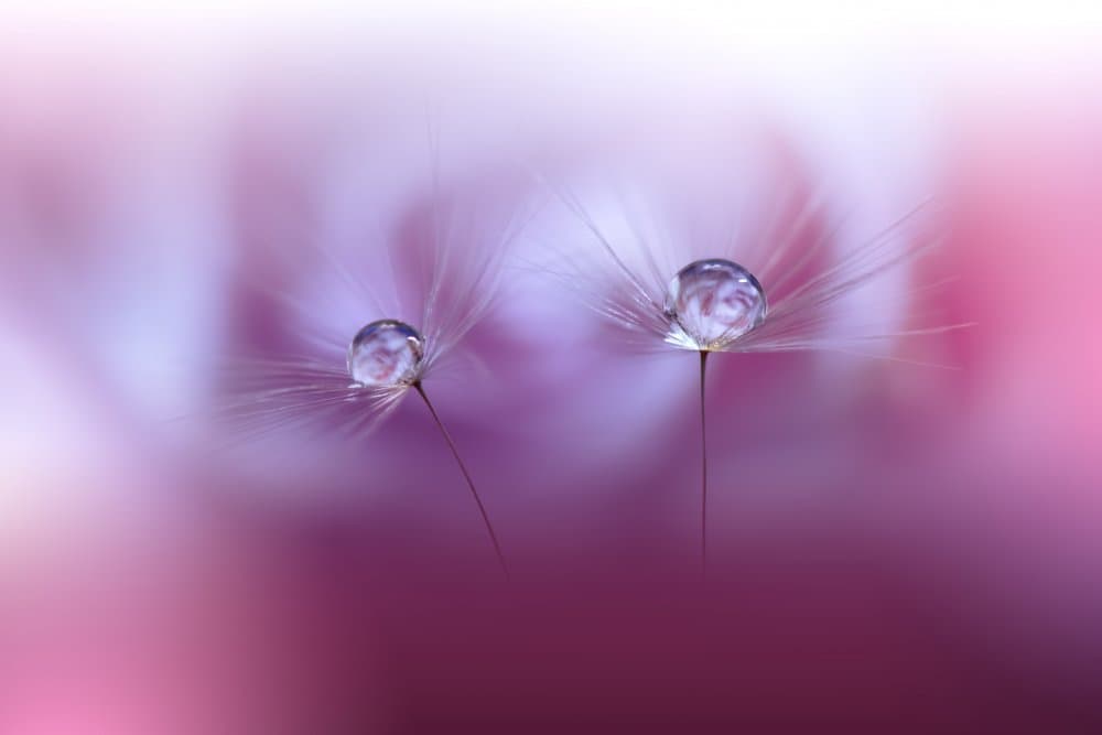 Delicate Purple Drops by Juliana Nan — canvas wall art