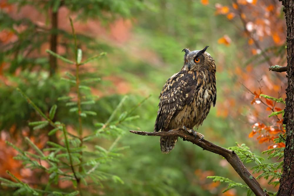 Observant Forest Owl by Milan Zygmunt — canvas wall art
