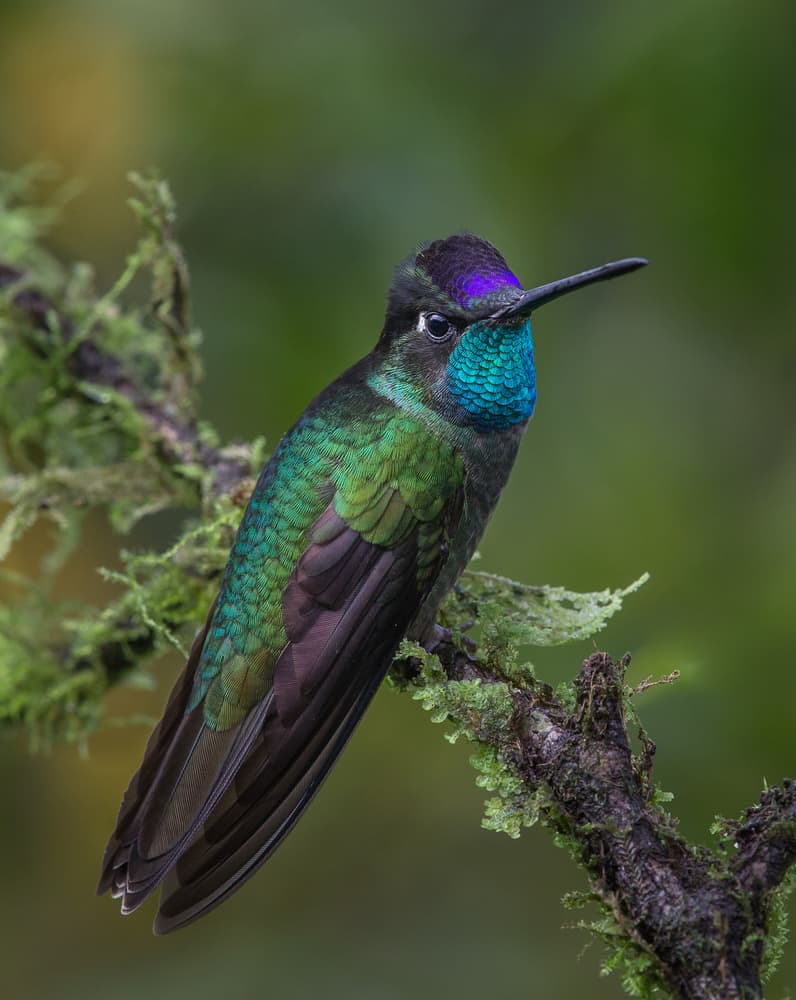 Iridescent Jungle Hummingbird by Greg Barsh — canvas wall art