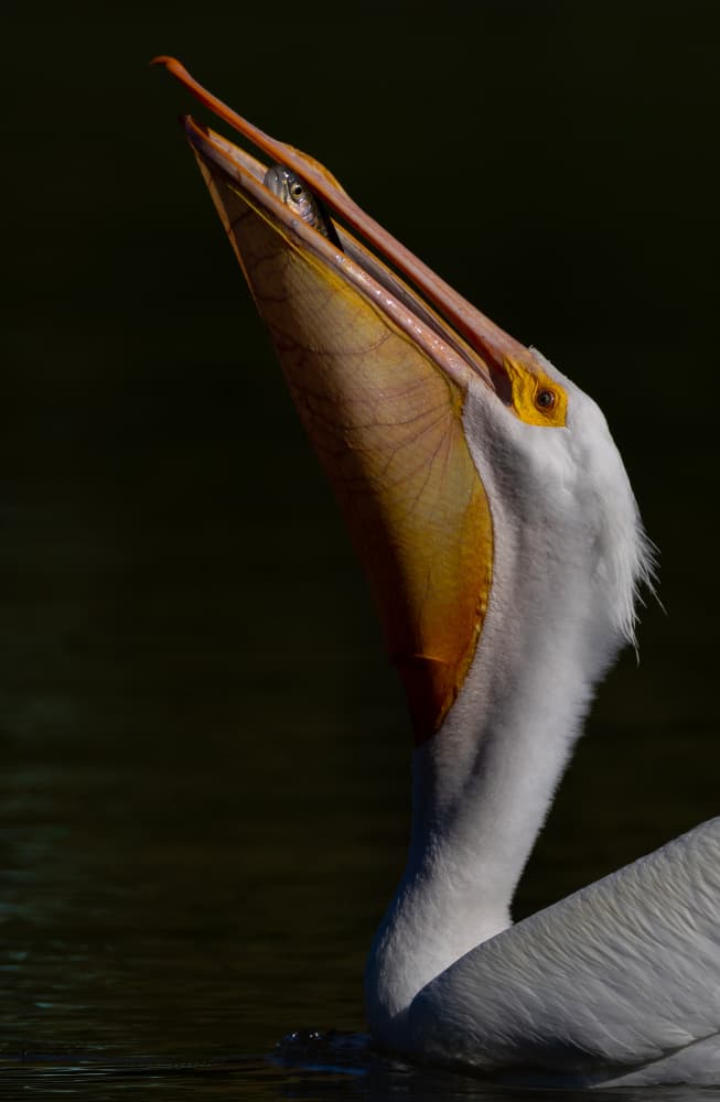 Pelican's Fish Meal by Johnson Huang — canvas wall art