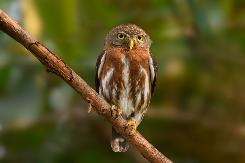 Watchful Pygmy Owl by Mike He — canvas wall art