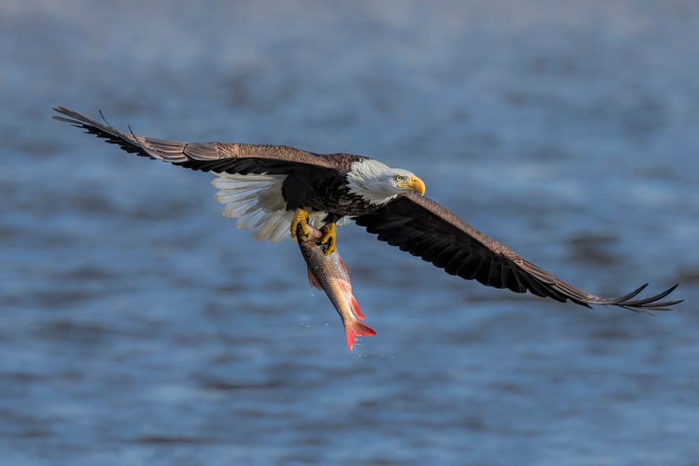 Bald Eagle Fishing Flight by Jun Zuo — canvas wall art