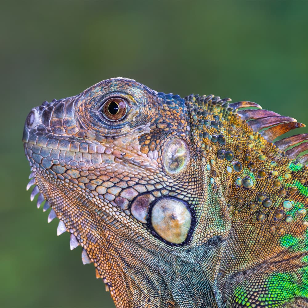 Vibrant Green Iguana by GENNARO DI NOTO — canvas wall art