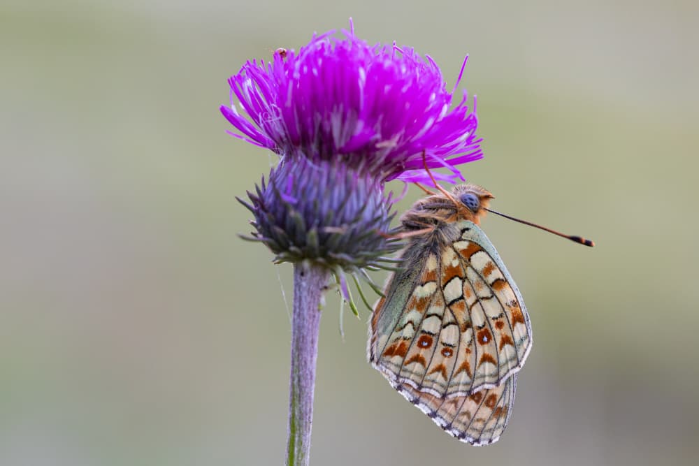 Purple Thistle Butterfly by Adrian Tudose — canvas wall art