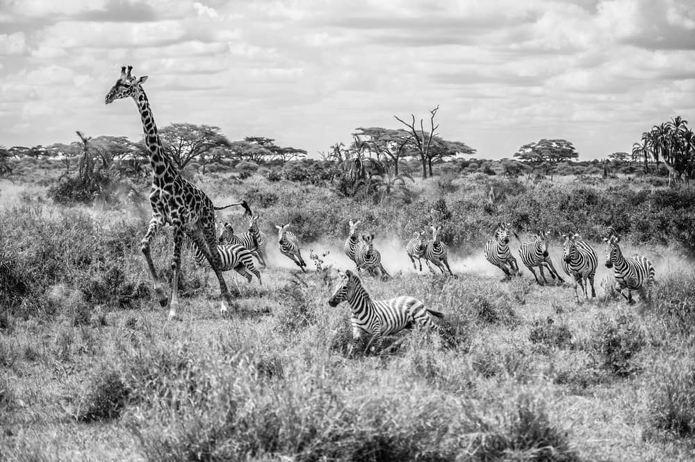 Giraffe and Zebras Running by Mohammed Alnaser — canvas wall art
