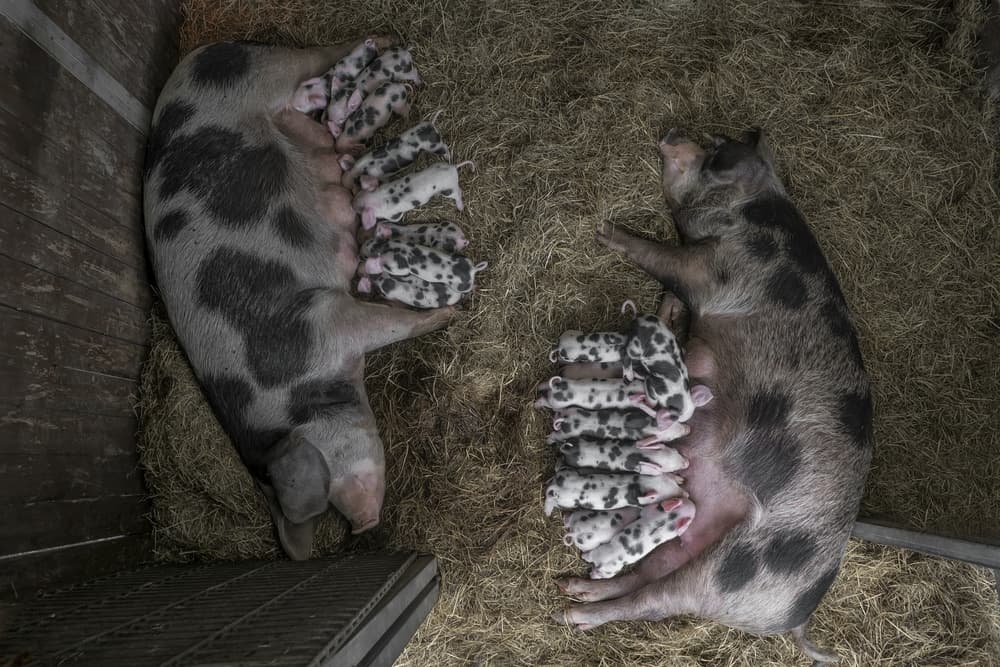 Spotted Pig Family by Gert van den Bosch — canvas wall art