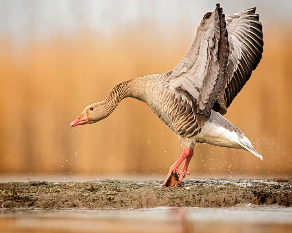 Dynamic Goose Landing by Annie Poreider — canvas wall art