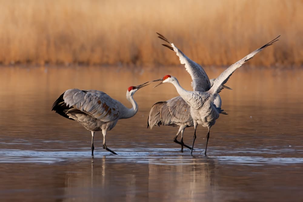 Sandhill Cranes Display by Mike He — canvas wall art
