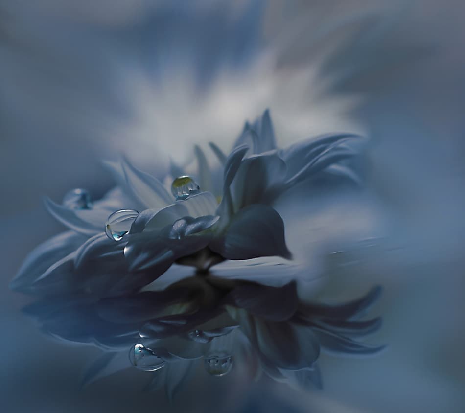 Serene Blue Flower Reflection by Juliana Nan — canvas wall art