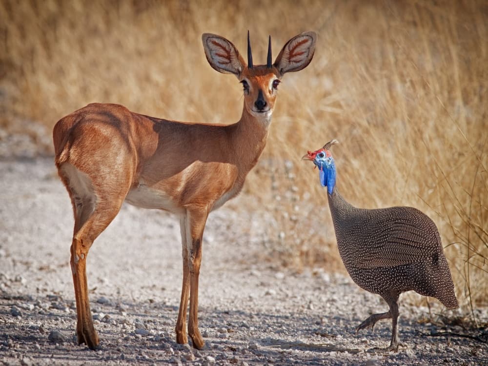 Safari Steenbok and Guineafowl by Mathilde Guillemot — canvas wall art