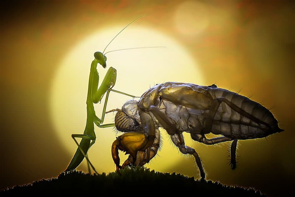 Praying Mantis and Exoskeleton by Fauzan Maududdin — canvas wall art