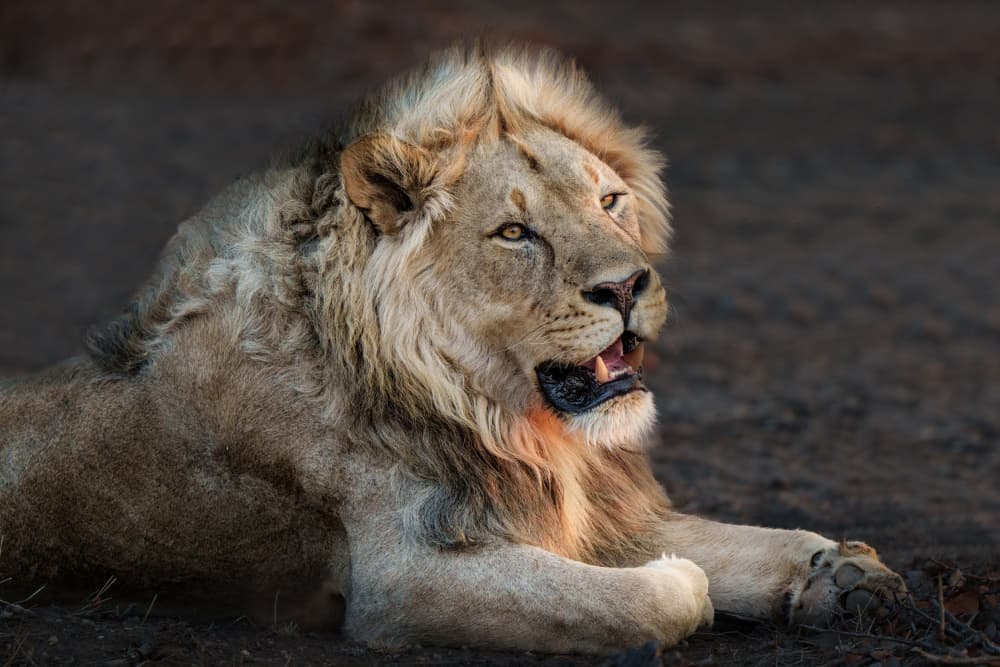 Majestic Lion Portrait by Etienne Steenkamp — canvas wall art