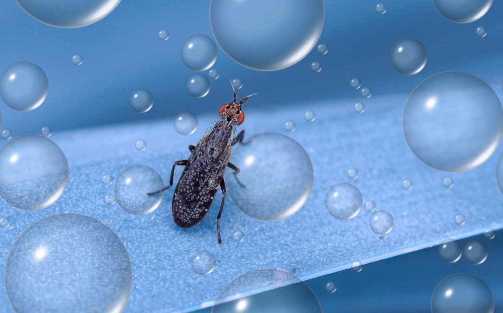 Tiny Fly Water Drops by Thierry Dufour — canvas wall art