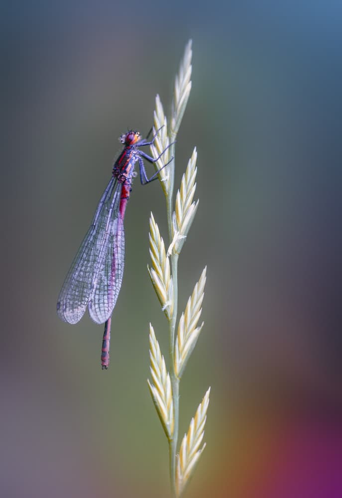 Vibrant Damselfly Macro by Fabrizio Daminelli — canvas wall art
