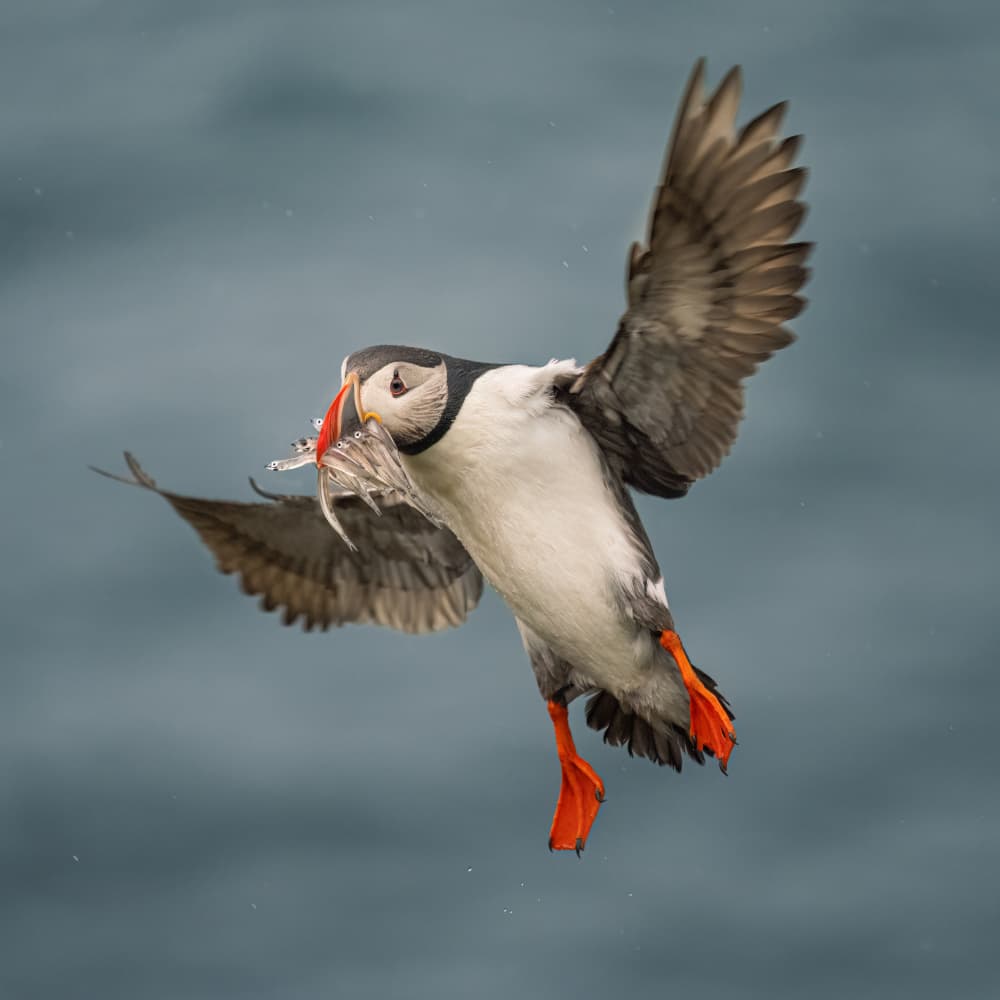 Flying Puffin With Fish by Aidong Ning — canvas wall art
