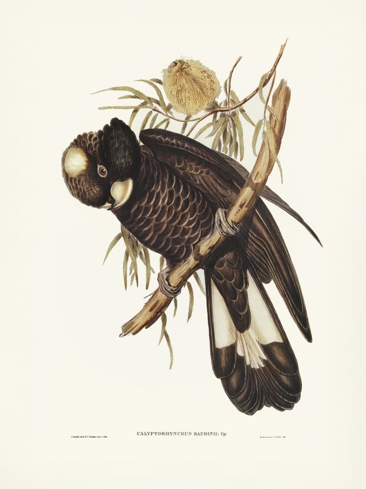 Baudin's Cockatoo by Elizabeth and John Gould — canvas wall art